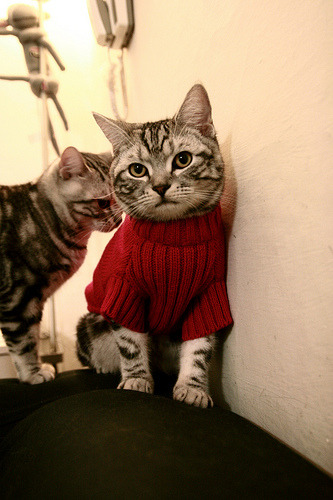 球员伤病率高对联赛影响，受伤球员